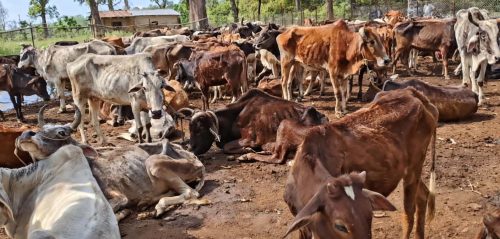 गौशालामा विजोग गाईलाई सहयोग गर्न धेरैको इच्छा, कहाँ र कसरी गर्ने ?