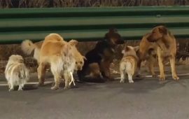 चोरिएका ७ कुकुर, जो एकअर्कालाई साथ दिँदै १७ किलोमिटर हिँडेर घर फर्किए