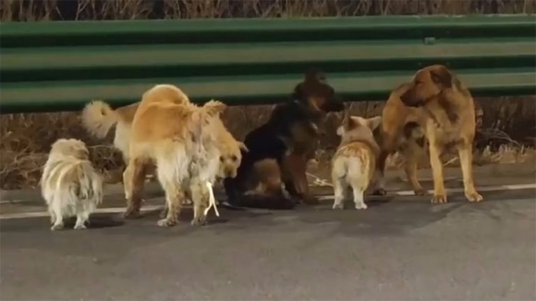 चोरिएका ७ कुकुर, जो एकअर्कालाई साथ दिँदै १७ किलोमिटर हिँडेर घर फर्किए