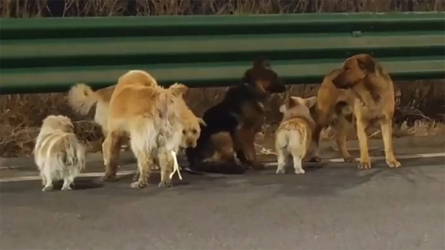 चोरिएका ७ कुकुर, जो एकअर्कालाई साथ दिँदै १७ किलोमिटर हिँडेर घर फर्किए
