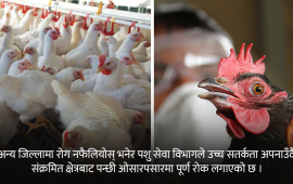 बर्डफ्लुले पोल्ट्री व्यवसाय संकटतिर, ६५ हजार कुखुरा नष्ट