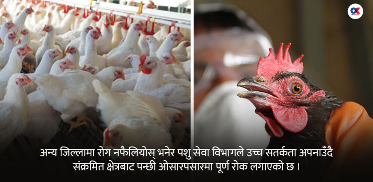 बर्डफ्लुले पोल्ट्री व्यवसाय संकटतिर, ६५ हजार कुखुरा नष्ट