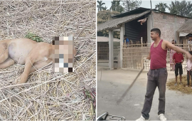 आफ्नो बारीमा हिँँड्यो भनेर सडक कुकुरको कुटीकुटी ह~त्या