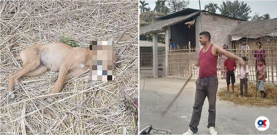 आफ्नो बारीमा हिँँड्यो भनेर सडक कुकुरको कुटीकुटी ह~त्या