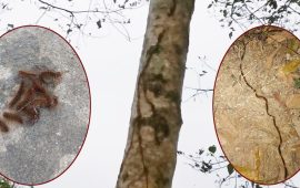 अजिरकोटमा झुसिल किराको बिगबिगी