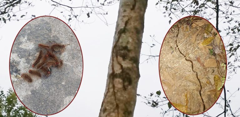 अजिरकोटमा झुसिल किराको बिगबिगी