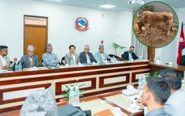 दुर्लभ ‘नौ मुठ्ठे’ गाईको संरक्षण र बजारीकरण गर्न प्रधानमन्त्रीसँग सांसद खनालको ध्यानाकर्षण