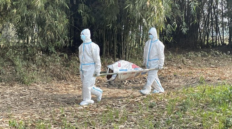 मोरङ, सुनसरी र झापामा भेटियो बर्डफ्लू, एउटै फर्ममा ११ हजार कुखुरा नष्ट