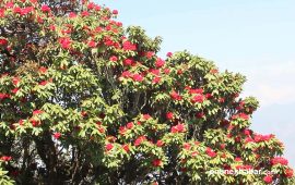 रेसुङ्‍गा क्षेत्रमा लालीगुराँस संरक्षण गर्न नगरपालिकाको अपिल