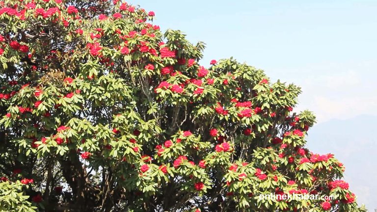 रेसुङ्‍गा क्षेत्रमा लालीगुराँस संरक्षण गर्न नगरपालिकाको अपिल