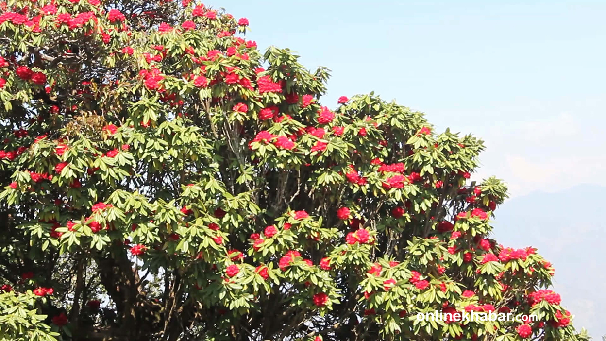 रेसुङ्‍गा क्षेत्रमा लालीगुराँस संरक्षण गर्न नगरपालिकाको अपिल