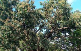 दुई दिनको वर्षाले किसानलाई राहत