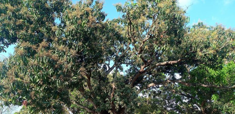 दुई दिनको वर्षाले किसानलाई राहत