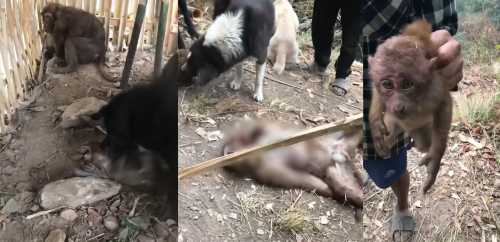 आधा दर्जन बाँदरलाई तड्पाउँदै ह’त्या गर्ने व्यक्ति पक्राउ