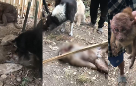 आधा दर्जन बाँदरलाई तड्पाउँदै क्रुरतापूर्वक हत्या