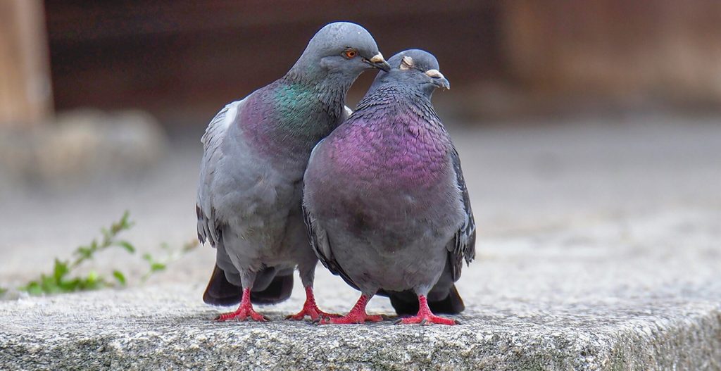 परेवा : प्राचीन ‘म्यासेन्जर’देखि शान्तिको प्रतीकसम्म