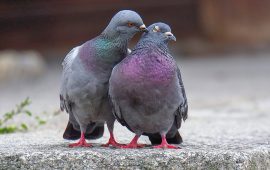 परेवा : प्राचीन म्यासेन्जरदेखि शान्तिको प्रतीकसम्म