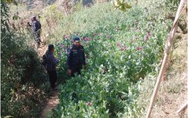 रोल्पामा प्रहरीले नष्ट गर्‍यो अफिम खेती