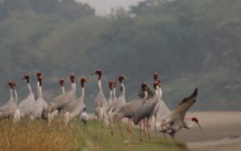 सारसको रोजाइमा लुम्बिनी : स्थानीयको संरक्षणले फस्टाउँदै प्रजननस्थल