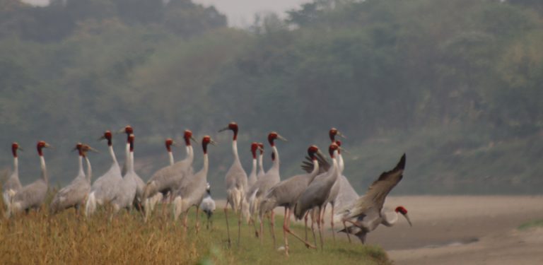 सारसको रोजाइमा लुम्बिनी : स्थानीयको संरक्षणले फस्टाउँदै प्रजननस्थल