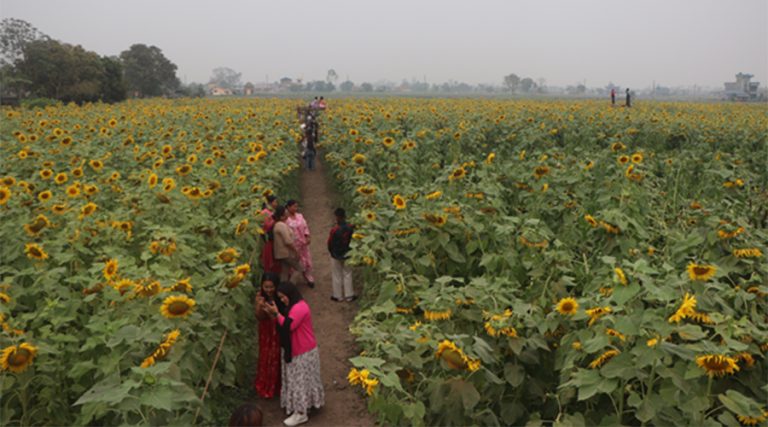 सूर्यमुखी खेतीले बढायो कृषि पर्यटन   