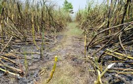 आगलागीबाट १० बिघामा लगाइएको उखु खेती नष्ट