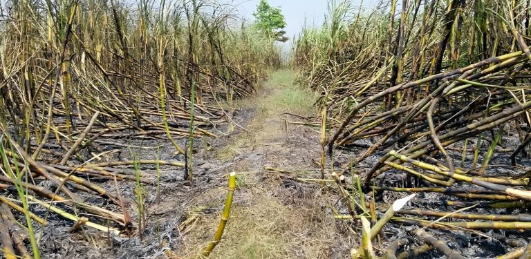 आगलागीबाट १० बिघामा लगाइएको उखु खेती नष्ट