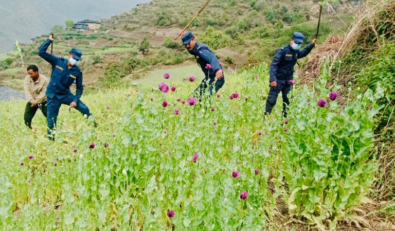 रुकुमपूर्वमा ८० रोपनीमा लगाइएको अफिम खेती फडानी