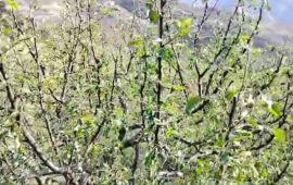 डोल्पामा असिनासहितको पानीले स्याउका बिरुवामा क्षति