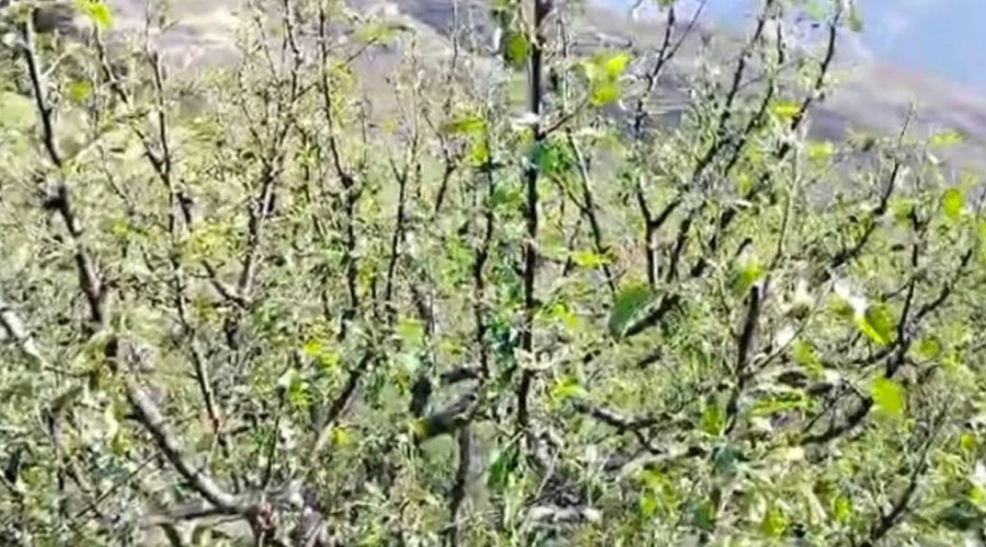 डोल्पामा असिनासहितको पानीले स्याउका बिरुवामा क्षति