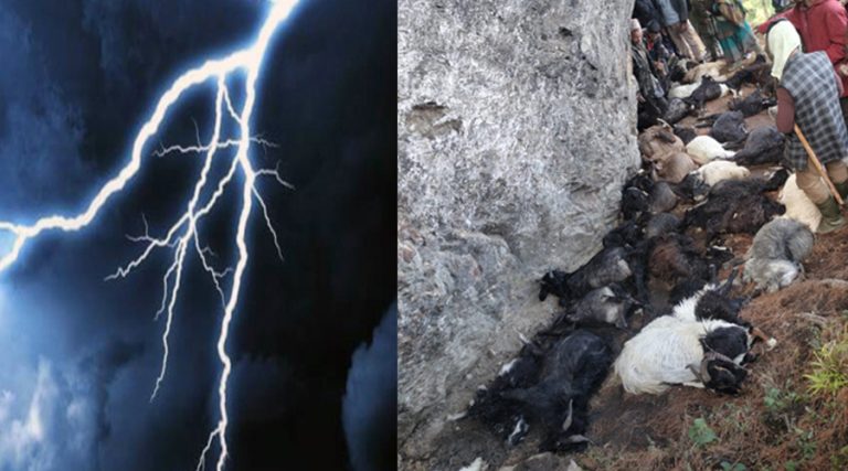 बाजुरामा वनमा चराउन लगेका ३९ बाख्राको चट्याङ लागेर मृत्यु