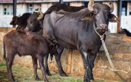 लुम्बिनीमा ७२ प्रतिशत भैंसी अनुत्पादक, वंश सुधार नगर्दा दूध उत्पादन कमजोर