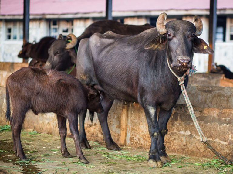 लुम्बिनीमा ७२ प्रतिशत भैंसी अनुत्पादक, वंश सुधार नगर्दा दूध उत्पादन कमजोर