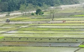 गुल्मीमा बर्सेनि चैते धान रोप्ने क्षेत्रफल घट्दै
