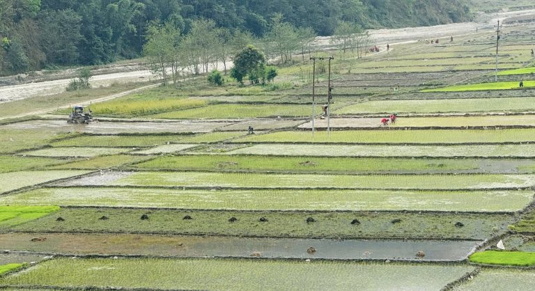 गुल्मीमा बर्सेनि चैते धान रोप्ने क्षेत्रफल घट्दै