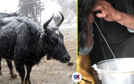 उभौली लागे याक-चौँरी