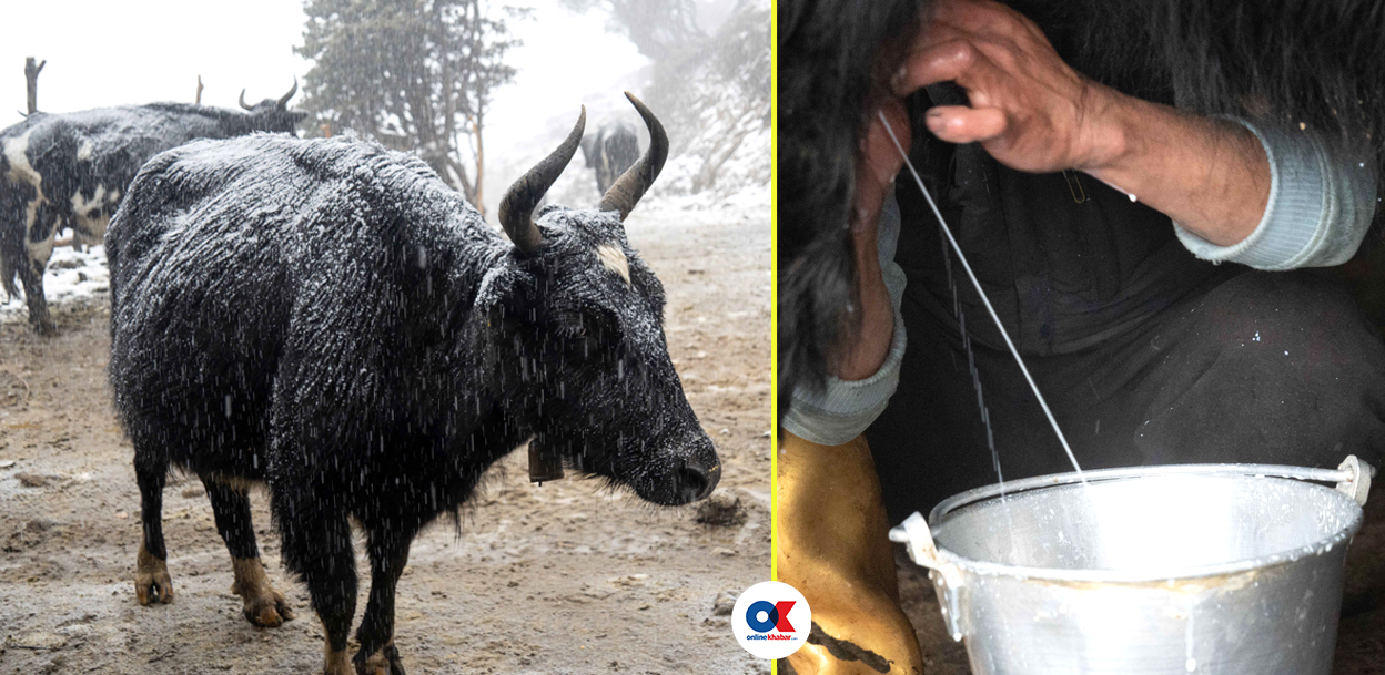 उभौली लागे याक-चौँरी