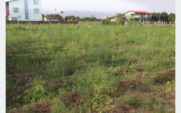 कुरिलो खेती गरेर आश्रम व्यवस्थापन