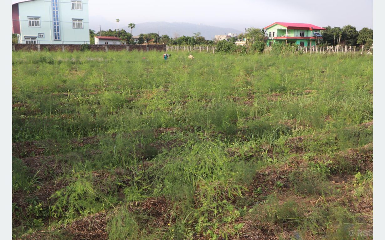 कुरिलो खेती गरेर आश्रम व्यवस्थापन