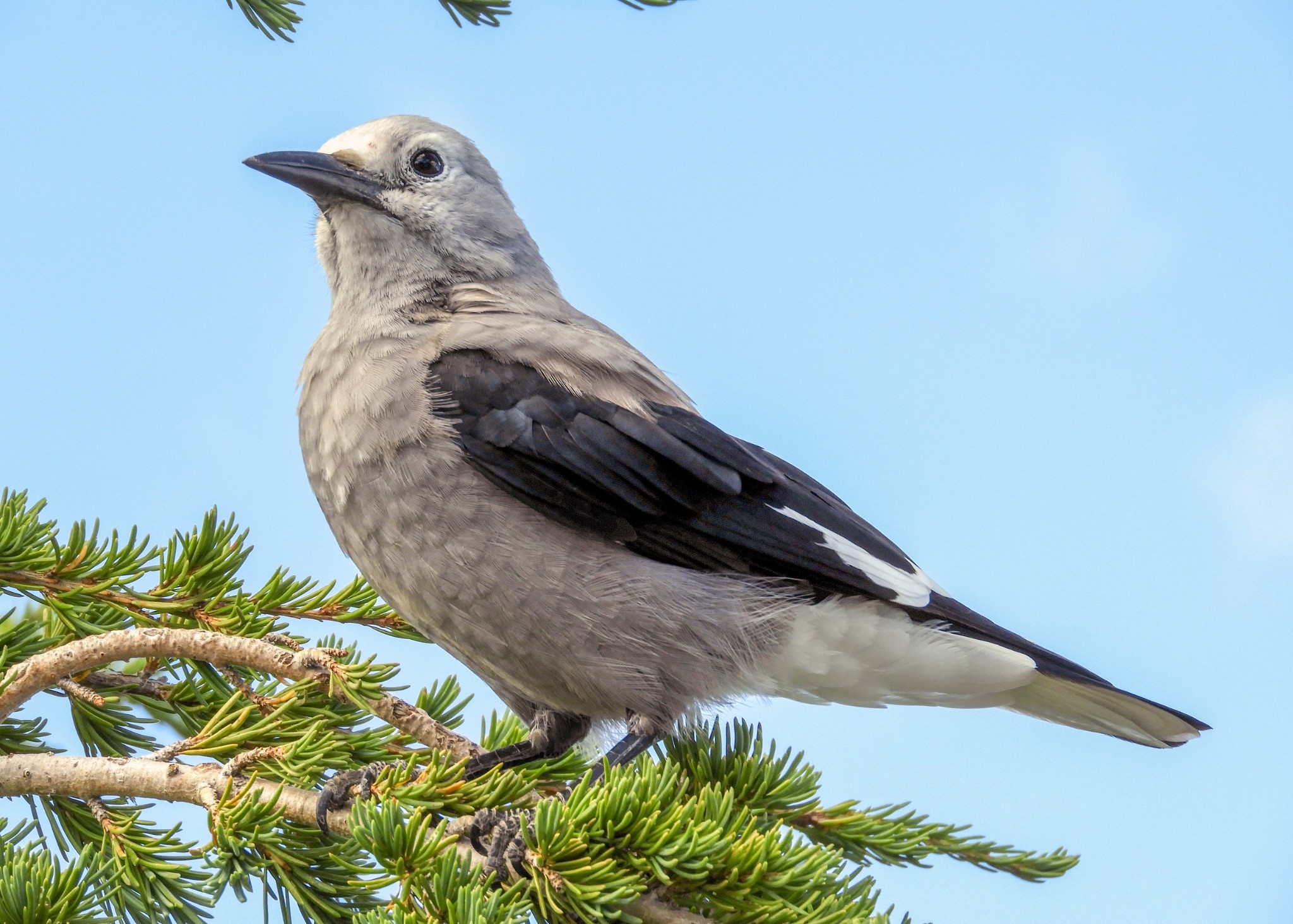 खानेकुरा लुकाउने हिमाली चरा