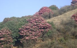 दाउराका लागि मासिँदै गुराँसकाे वन