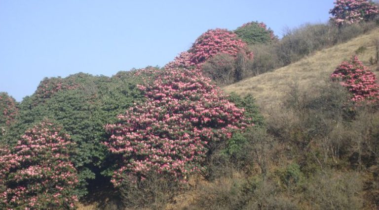 दाउराका लागि मासिँदै गुराँसकाे वन