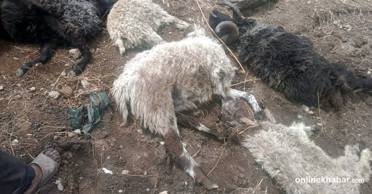 गोठभित्र पसेर चितुवाले मार्‍यो ८ वटा भेँडाबाख्रा