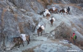 गोरखाको फिलिम–लार्केपास पदमार्गमा आजदेखि ५ दिनसम्म खच्चड हिँडाउन रोक