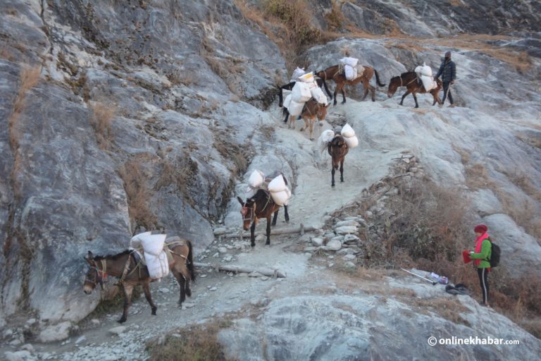 गोरखाको फिलिम–लार्केपास पदमार्गमा आजदेखि ५ दिनसम्म खच्चड हिँडाउन रोक
