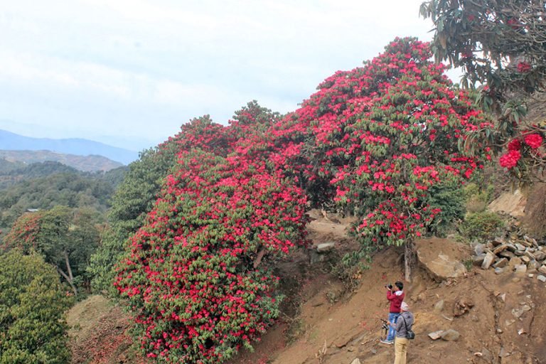 तिनजुरे–मिल्के–जलजले क्षेत्रमा लालीगुराँस टिप्नेलाई कारबाही