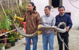 धनकुटामा १३ फिट लामो विषालु राजगोमन सर्पको उद्धार