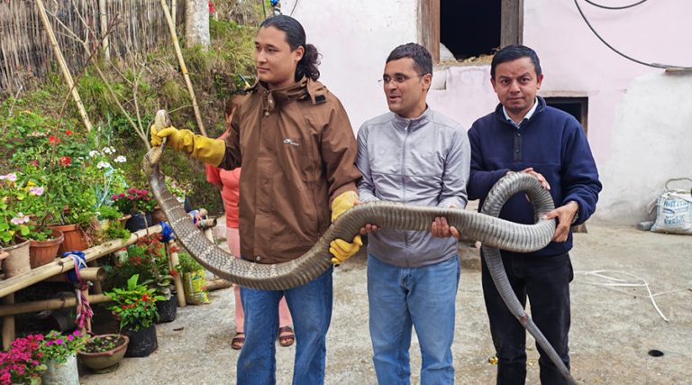 धनकुटामा १३ फिट लामो विषालु राजगोमन सर्पको उद्धार