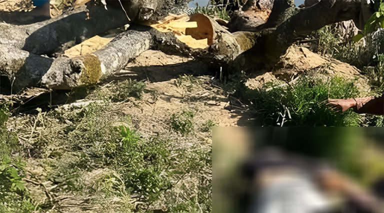 नुवाकोटमा रुख काट्ने क्रममा हाँगा लागेर एकको मृत्यु, दुई गम्भीर  घाइते