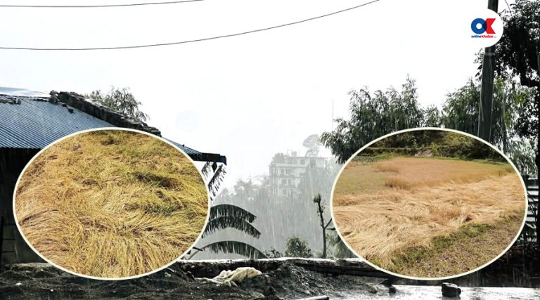 रुकुमपूर्वमा हावाहुरीसहित भारी असिनापानी, पाकेको गहुँबाली सोत्तर